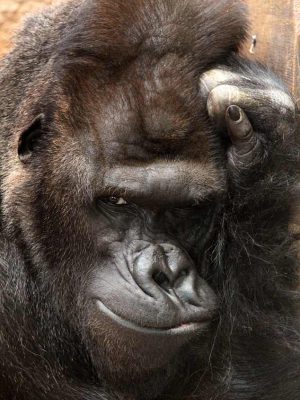 4BF76A4A00000578-5702929-image-a-1_1525769450667