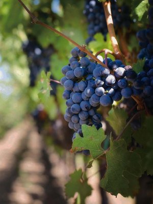 branch-plant-grape-vine-vineyard-fruit-919774-pxhere