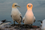 2019-09-16 16_18_21-2019 Finalists __ Comedy Wildlife Photography Awards - Conservation through Comp