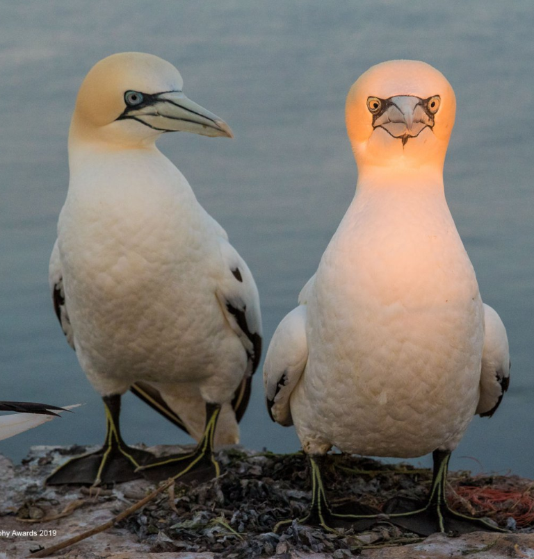 2019-09-16 16_18_21-2019 Finalists __ Comedy Wildlife Photography Awards - Conservation through Comp