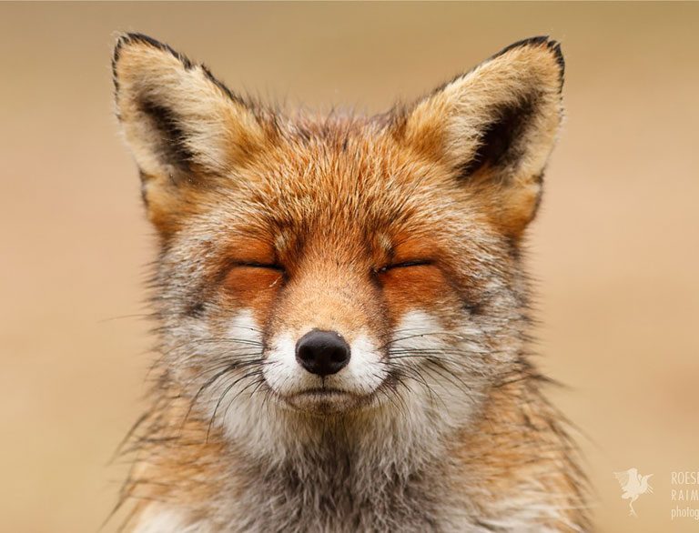 zen-foxes-roeselien-raimond-1__880