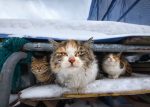 north_cat_01