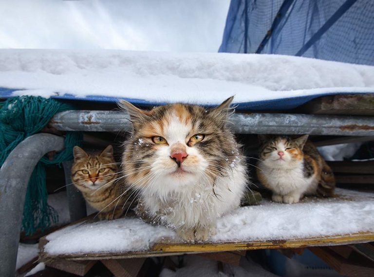 north_cat_01