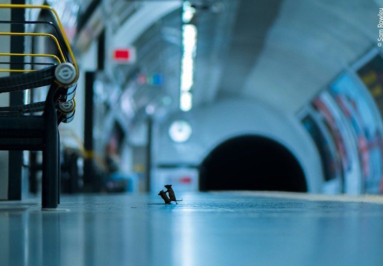 「Station Squabble」by Sam Rowley