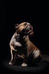 2020-03-26 16_42_38-HM10-Bulldog_HRES_CMYK - Windows 相片檢視器