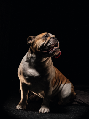 2020-03-26 16_42_38-HM10-Bulldog_HRES_CMYK - Windows 相片檢視器