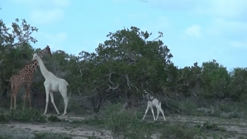 PHOTO / Youtube@Hirola Conservation Program