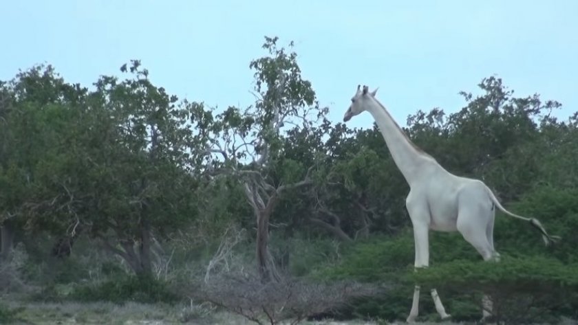 PHOTO / Youtube@Hirola Conservation Program
