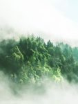 每個承諾換種一棵樹 「世界地球日」有點孤獨 (2)