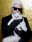 cat cat Leading highlight