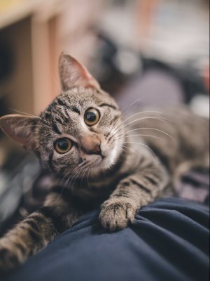 ramiz-dedakovic-9SWHIgu8A8k-unsplash