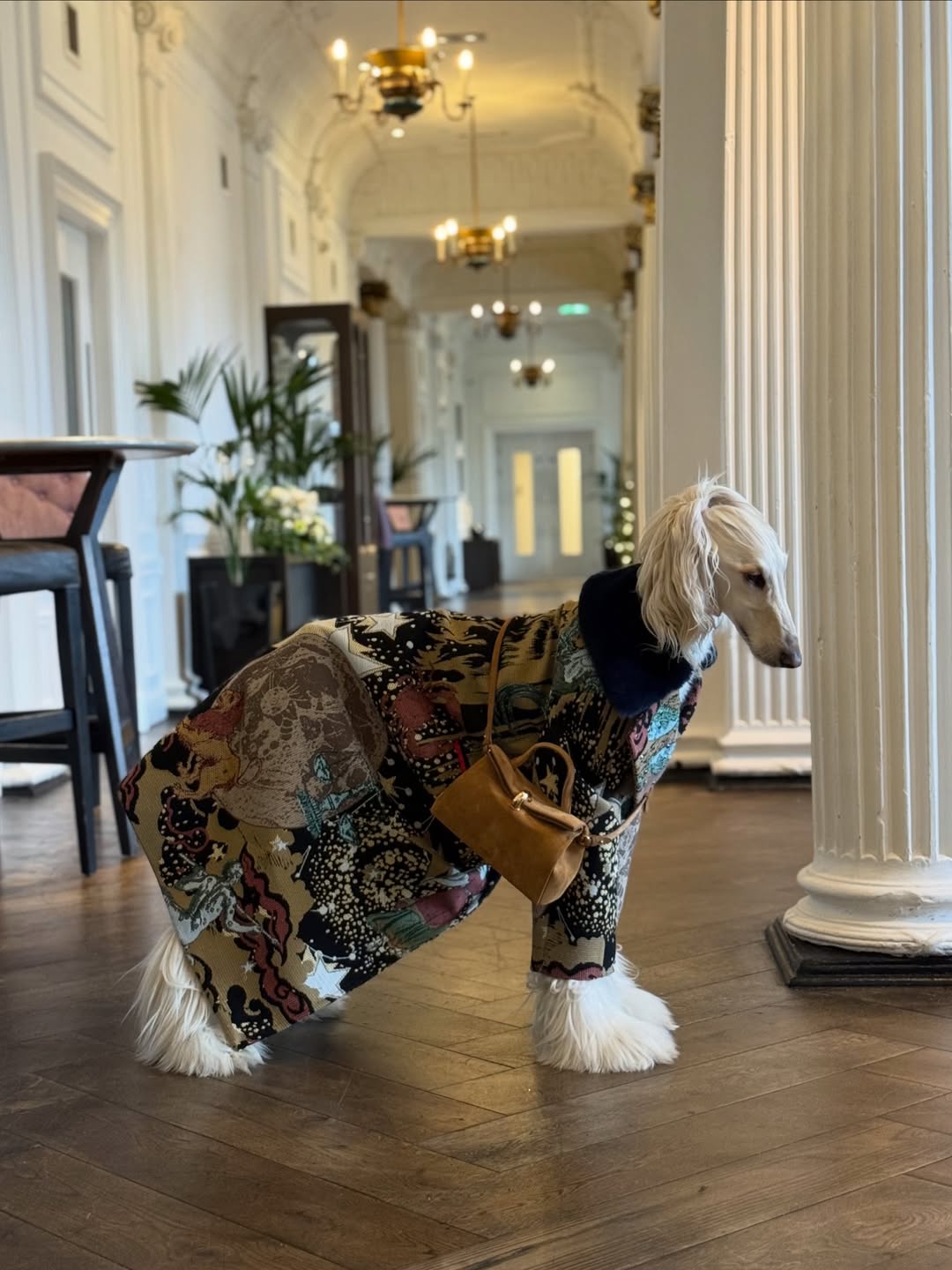 當阿富汗獵犬成為時尚 Icon | 狗狗穿搭重寫時尚故事