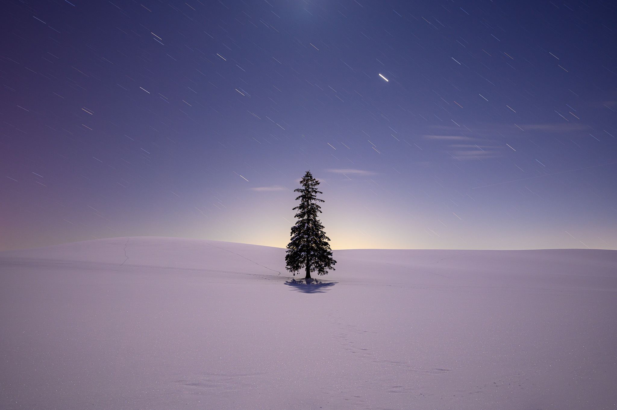 因為樹形恍如聖誕樹，上方的樹枝開展成星形，故被冠上「聖誕樹之木」之名。PHOTO / 美瑛町觀光協會
