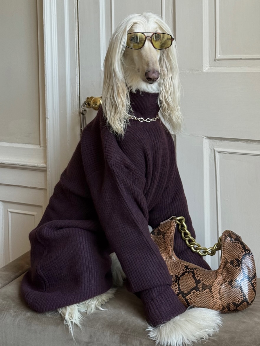 當阿富汗獵犬成為時尚 Icon | 狗狗穿搭重寫時尚故事