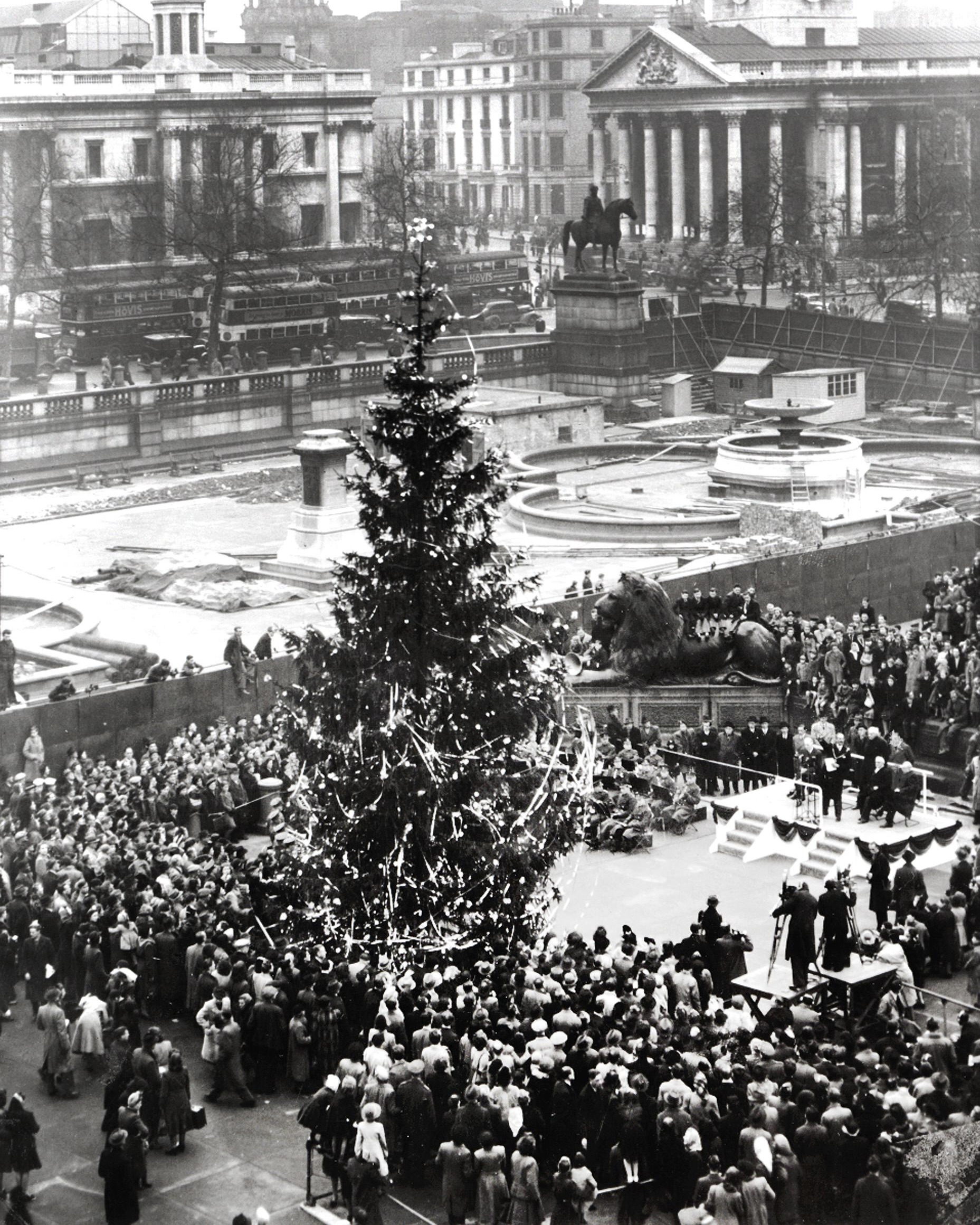 挪威政府從1947年開始，每年聖誕會挑選一棵雲杉樹送給英國，以紀念二戰時期英國對挪威皇室的庇護。PHOTO / Internet