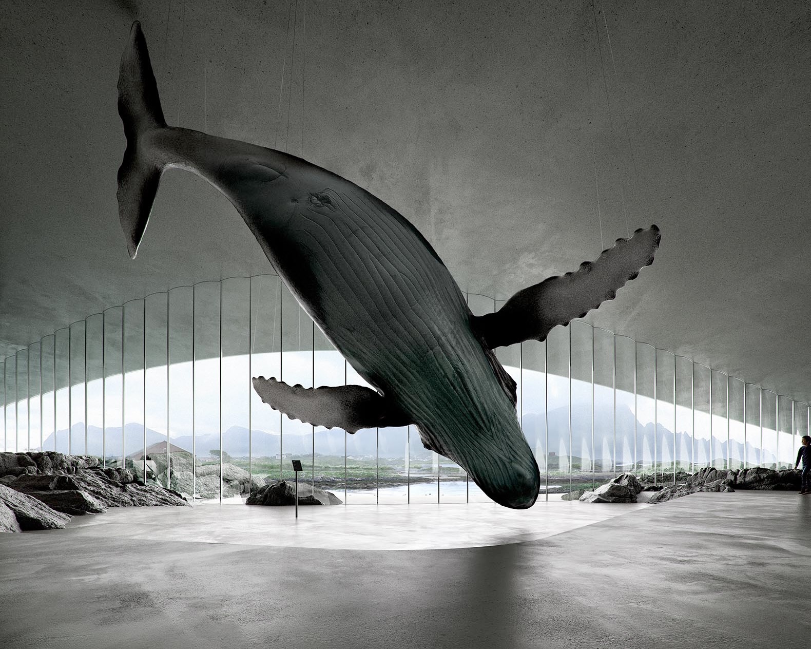 PHOTO / The Whale